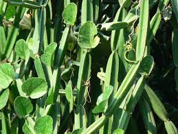 <p>Cissus Quadrangularis</p>