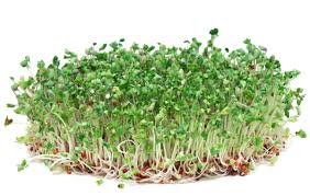 <p>Broccoli Sprout Extract (Sulforaphane)</p>
