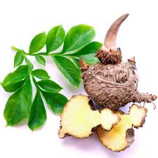 <p>Glucomannan</p>